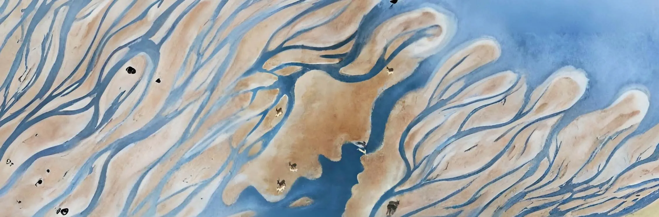 生命树
